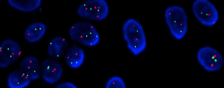RNA ISH In situ Hybridization