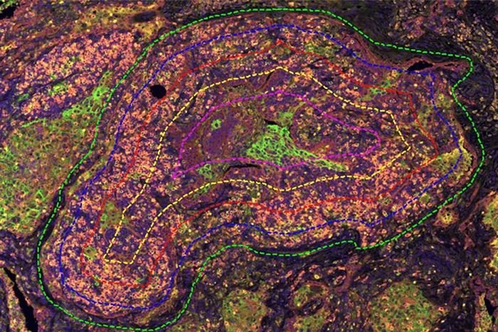 Fluorescent histopathology image with highlighted tissue structures from Glint Lab.