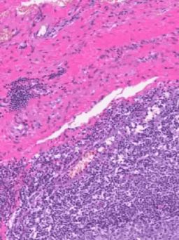 precision histology tissue Glint Lab